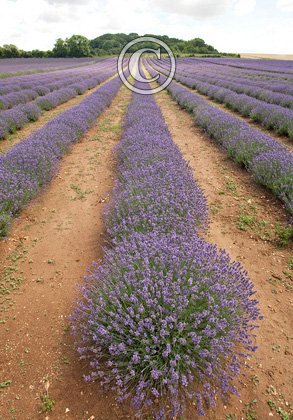 Heacham Lavender Norfolk DM0147